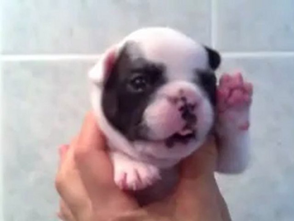 chiot bouledogue français