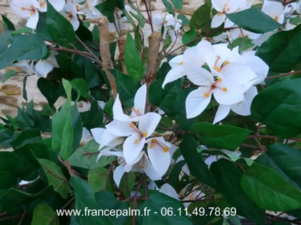 Location Bougainvillier blanc 2m10