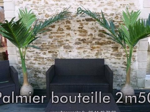 Location Palmier bouteille 2m50