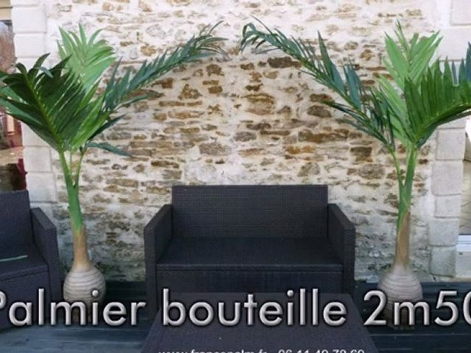Location Palmier bouteille 2m50