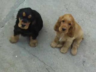 110_0136 portée Valda et Vésuve des 2 Camélias 2012  à 2 mois 7 jours