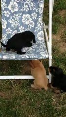 L'assaut de la chaise longue...