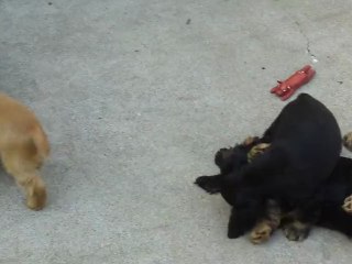 110_0137 Portée Valda x Vésuve des 2 Camelias à 2 mois et 7 jours