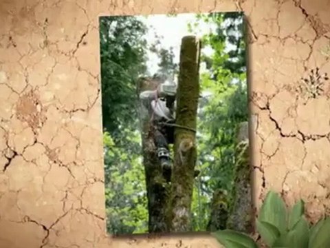 Organic Air Tree & Shrub Care - (440)332-7799