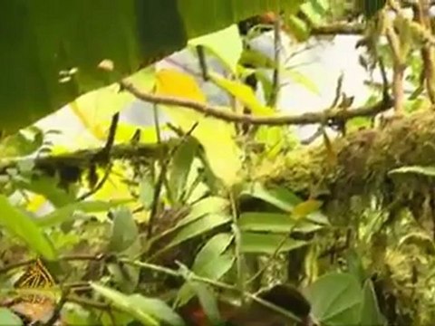 Costa Rica's forests used as biological model