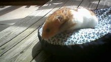 hamster on beanbag