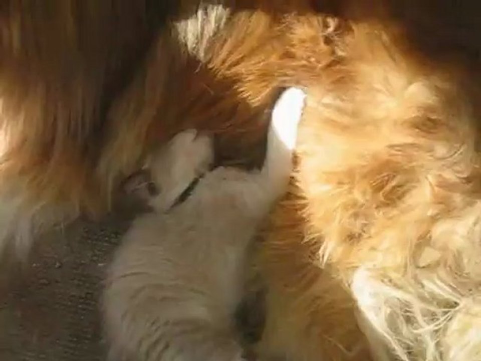 le chaton et le chien