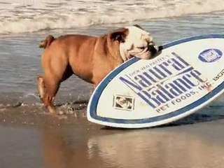 Natural Balance - The Coolest Dog In The World