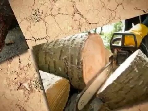 A All Clear Tree Service (407) 310-5349