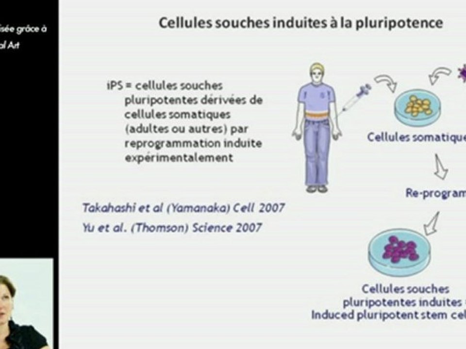 Cellules souches induites à la pluripotence (iPS) vs cellules souches embryonnaires humaines