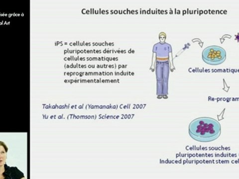 Cellules souches induites à la pluripotence (iPS) vs cellules souches embryonnaires humaines