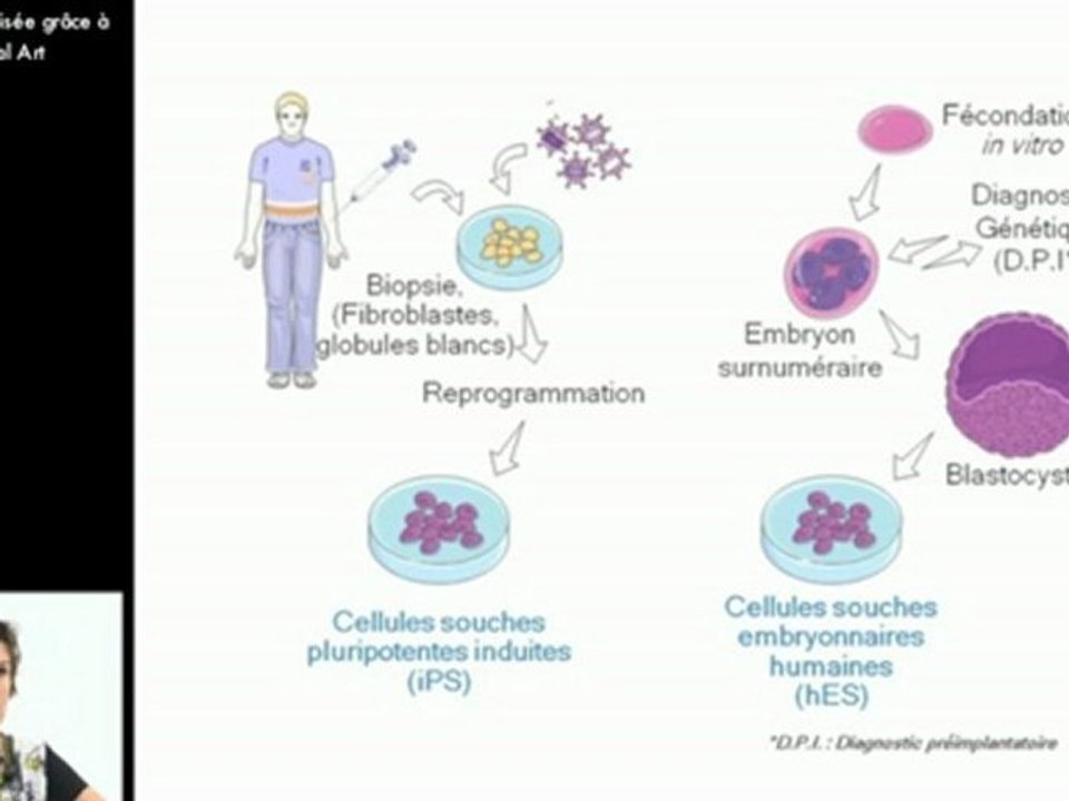 Potentiel des cellules souches pluripotentes humaines