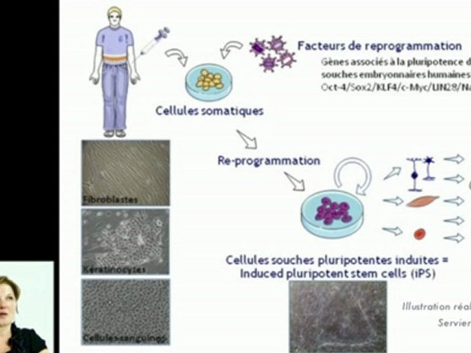 Reprogrammation des cellules souches induites à la pluripotence (iPS)