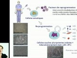 Reprogrammation des cellules souches induites à la pluripotence (iPS)