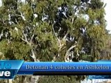 Detonan 4 cohetes en Ashkelon