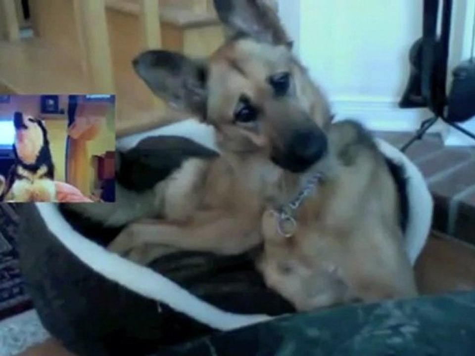 Un chien regarde une vidéo sur Youtube