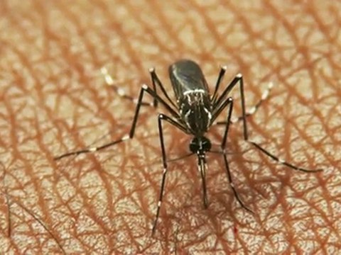 La chasse aux moustiques tigres est lancée en Rhône-Alpes