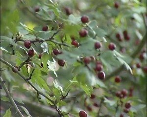 Protection des captages du Val d'Allier