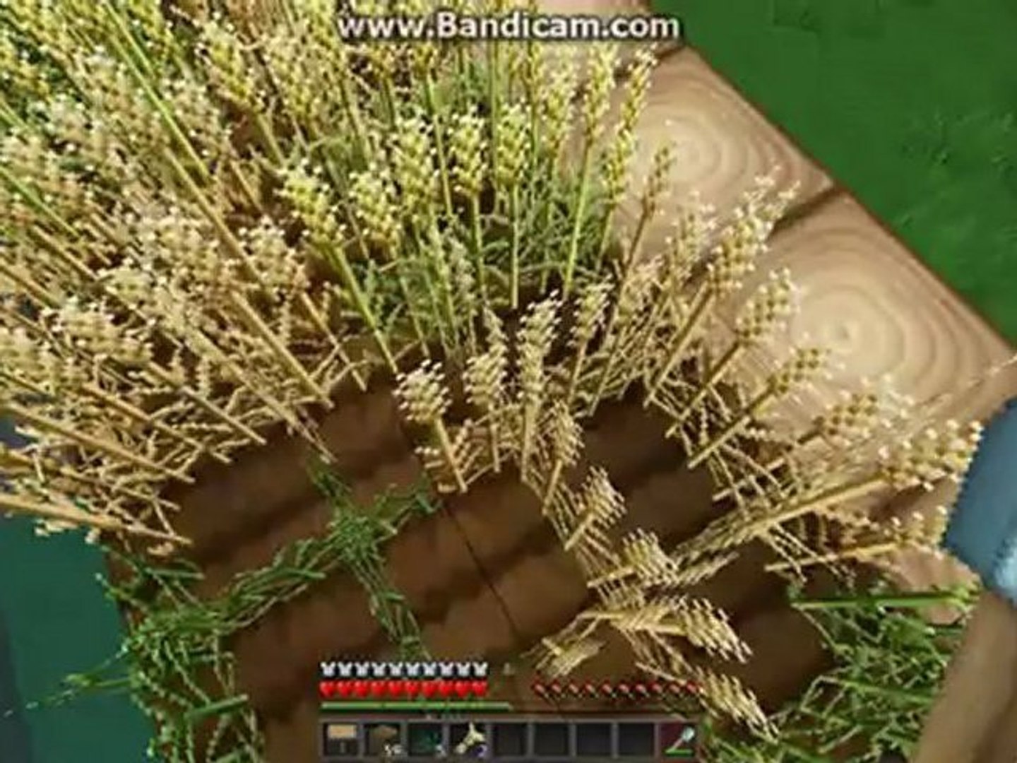 Let's play minecraft vilage survival