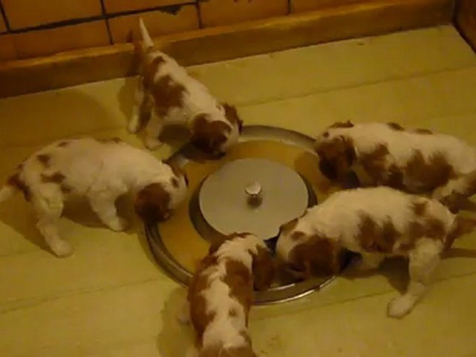 P1070060  CHIOTS DE ELENA nés le 12 mai 2012