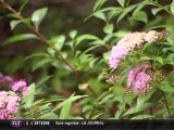 Découvertes des plantes urbaines (Toulouse)