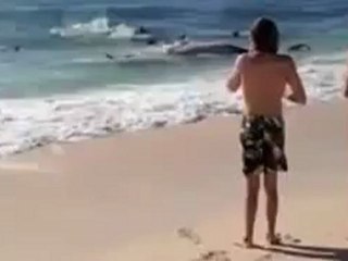 Group of sharks filmed feeding on whale