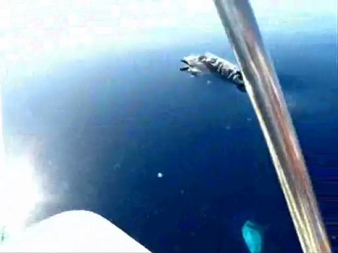 Dauphins bleus et blancs