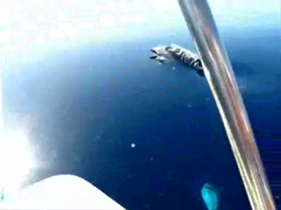 Dauphins bleus et blancs