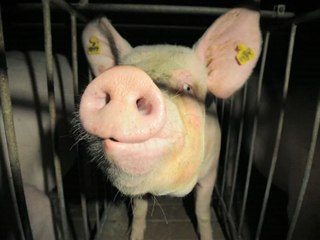 THE GHOSTS IN OUR MACHINE trailer version 2