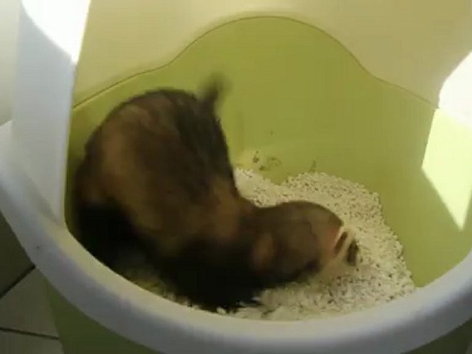 Gaston trip litière