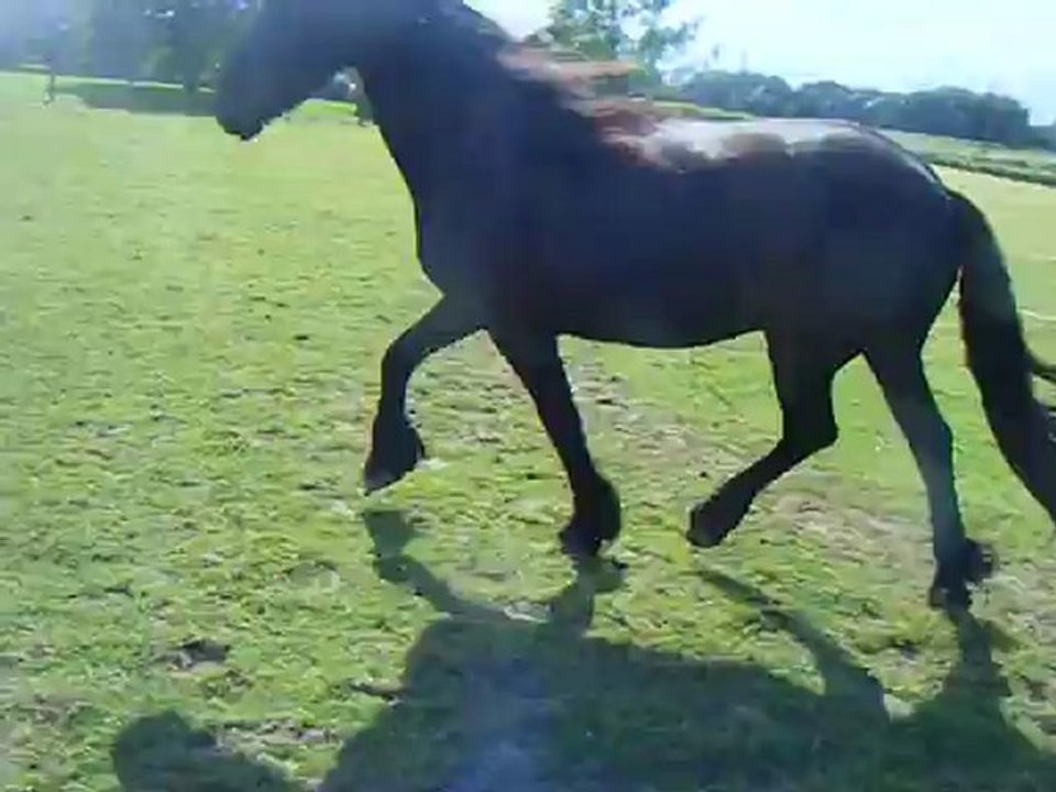 Trot travail en liberté