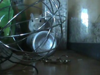 Mes gerbilles sur la table