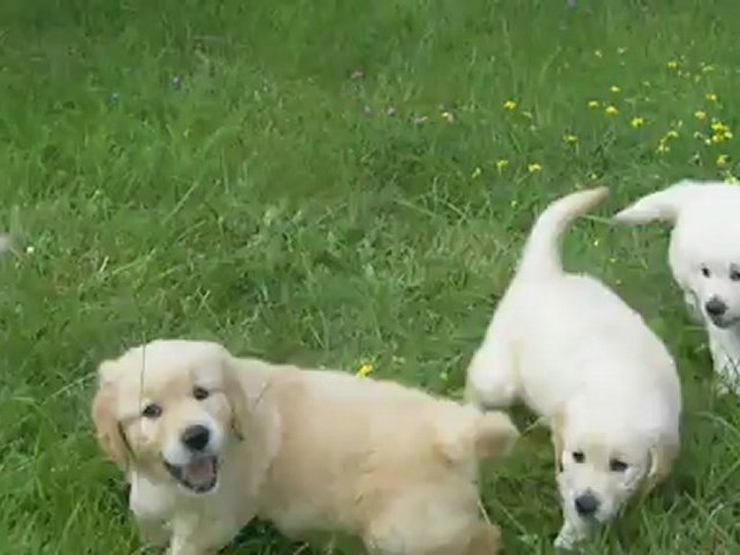 chiots golden retriever