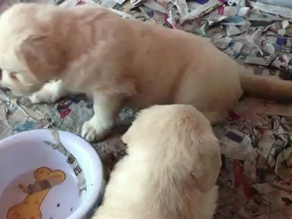 satilik golden retriever yavrulari 0 533 397 45 77