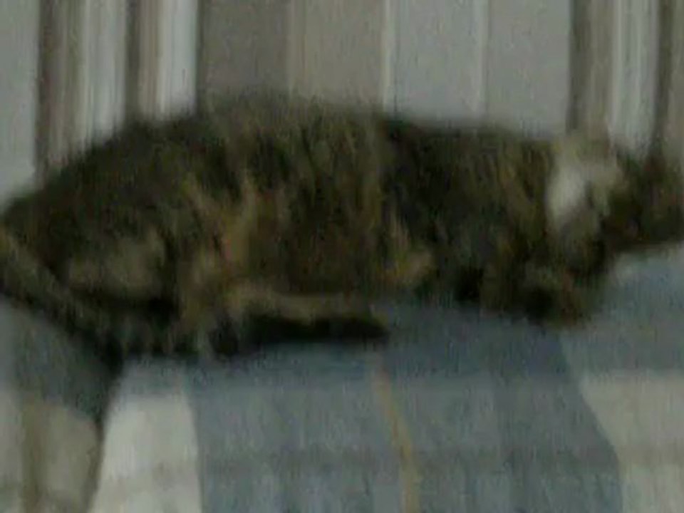 adorable mimine.