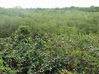 Ecuador y el reto Yasuní