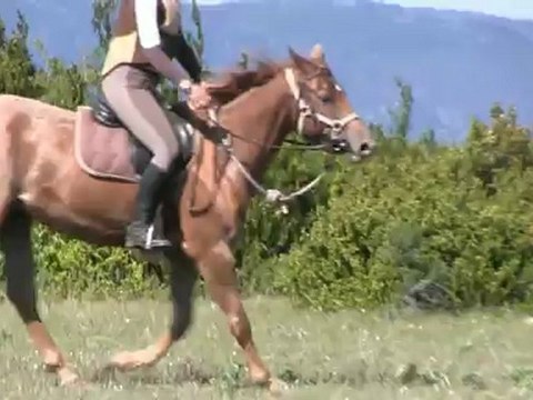 Uzege Windymoor, jument Appaloosa aphc de 4 ans, montée en extérieur