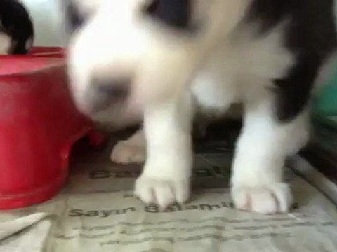 mavi gozlu maskeli satilik sibirya kurdu husky yavrulari 05333974577