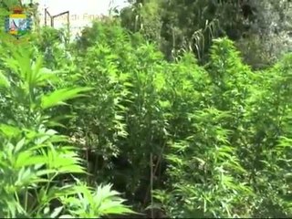 Video herunterladen: Sant'Oreste (RM) - Scoperta piantagione di marijuana (22.06.12)