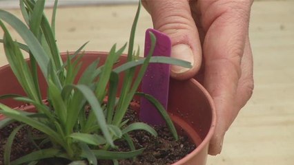 Guide To Transplanting A Dianthus