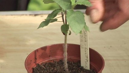 Guide To Transplanting Young Sage Plants