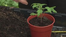 Guide To Transplanting Young Tomato Plants