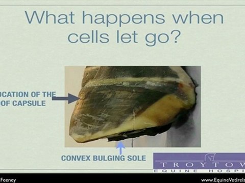 diagnosing Laminitis in horses