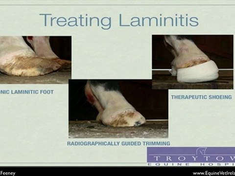 Treating Laminitis in horses