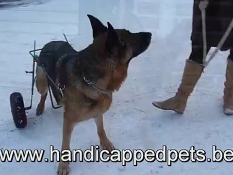 swally avec son chariot pour chien handicapé
