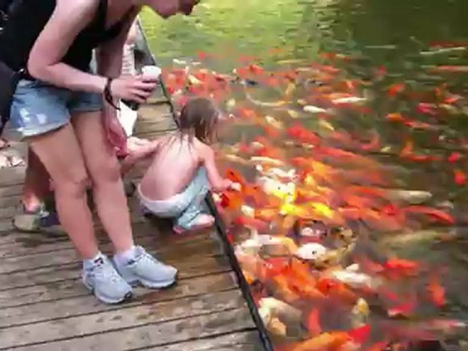 Carpes KOI au jardin botanique de Deshaies Guadeloupe