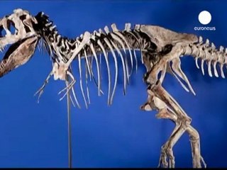Sotto sequestro negli USA uno scheletro di dinosauro.