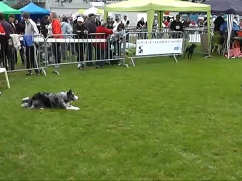 Championnat de France d'agility 2012 Panazol Dixie Manche 1