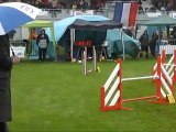 Championnat de France d'agility 2012 Panazol Dixie Manche 3