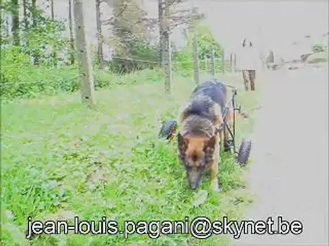 CHARIOT DE REEDUCATION POUR CHIEN voiturettepourchien.org